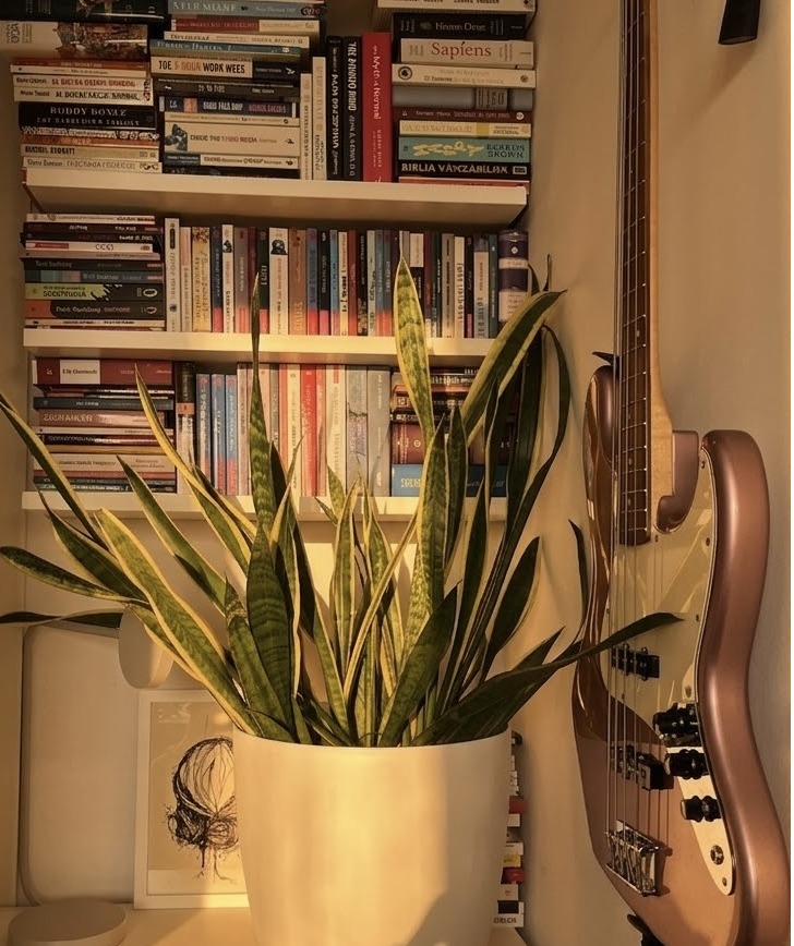 Bass guitar beside the bookshelf, snake plant in the foreground